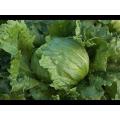 F-1 Hybrid Iceberg Lettuce Vegetable Seeds Kitchen Gardening. 