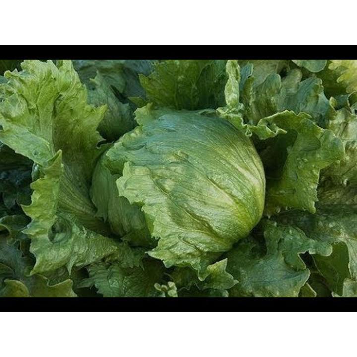 F-1 Hybrid Iceberg Lettuce Vegetable Seeds Kitchen Gardening