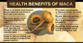 50 Seeds Maca_(lepidium meyenii,Peruvean Ginnseng)Men Boosting energy, its powder is a popular supplement among bodybuilders and athletes. 