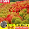 Broom Red Earth Skin Garden Grass Garden   Green Grass Lawn Garden Flower Garden   Garden Ornamental Red Ground Planting. 