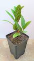 zz Plant Zamioculcas zamiifolia Indoor Table ZZ Plant Oxygen Plant. 