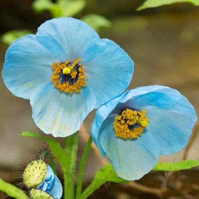 Himalayan Blue Poppy Seeds