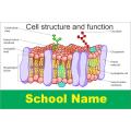 Cell structure and function - Board and Chart Graphics Flex sheet Panaflex Penaflex pana pena flex for Learning Education and Decoration of Class Room of School and College with customise Your School and Teacher Name. 