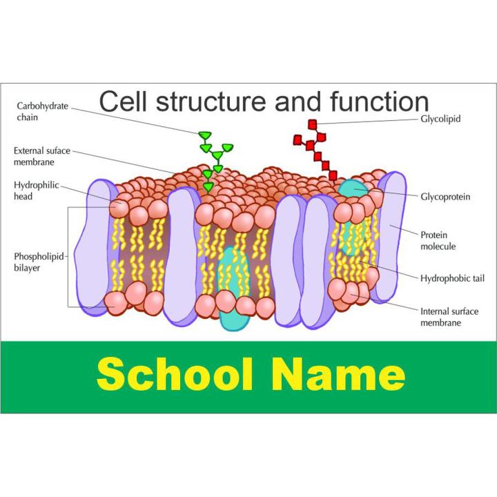 Cell structure and function - Board and Chart Graphics Flex sheet Panaflex Penaflex pana pena flex for Learning Education and Decoration of Class Room of School and College with customise Your School and Teacher Name