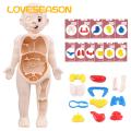 Diy Human Organ Model Interactive Human Body Model Kit Educational Diy Toy with 11 Analysis Cards Ideal for Students Accessories Included Hands-on Anatomy Learning Kit. 