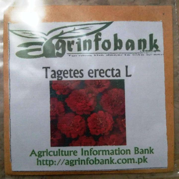 Tagetes erecta Red color Winter flower