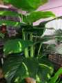 Arificial Money Green Leaf Plant. 
