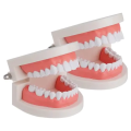 Dental Study Model | Dental Child Teeth Teaching Model | Typodont Demonstration Compatible with Teaching Studying Small Size. 