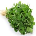 Methi Saag K Beech | Fenugreek Seeds Large | Organic & Fresh Garden Seeds. 