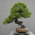 Bonsai Pine Tree Seeds Home Gardening. 