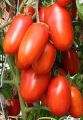 F1 Hybrid 50 +Tomato Seeds best for kitchen gardening. 