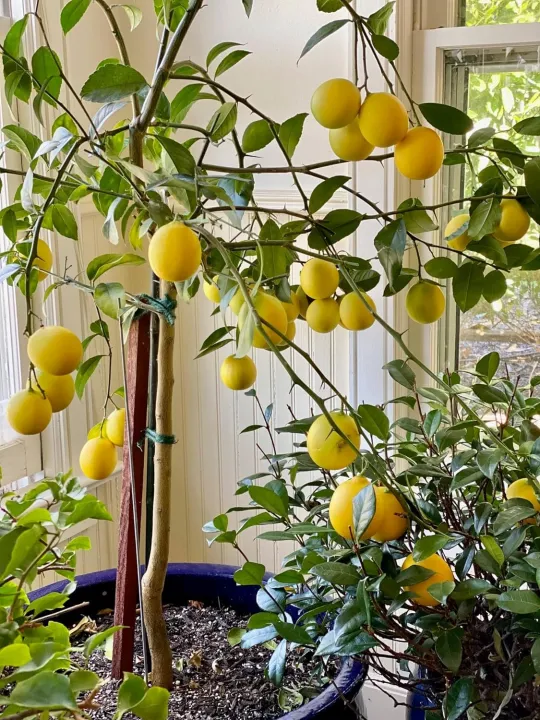 Lemon%20Fertilizer%20for%20Plants%20%E2%80%93%20Boosts%20Flowering%20&%20Fruiting%20%7C%20Balanced%20Citrus%20Feed%20for%20Container%20Lemons,%20Rooftop%20Pots%20&%20Garden%20Trees%20%E2%80%93%20Moji%20Mall%20-%20Image%202