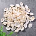 Small Sea Shell White Ocean Scallop Natural Sea Shells Mini Seashells, Approximate Size : 1 x 0.9 x 0.4 Inches. 