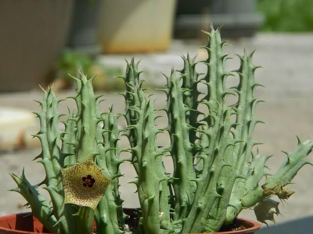 Live%20Huernia%20Mccoyi%20-%20Image%204