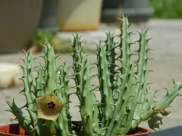 Live%20Huernia%20Mccoyi%20-%20Image%204