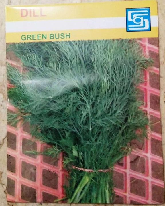 Dill%20Green%20Bush%20-%20Image%203