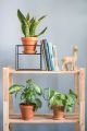 1 Metal Cube Plant Stands, Wire Plant Pot Stand, Metal Plant Holder, Flower Pot Stand, Steel Wall Hanger, Minimalist Plant Stand, Customized by Dhudhi Mart. 