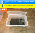 Green Gold Butterfly Bullfrog Horn Frog Package Breeding Box Professional Special Reptile Breeding Box Sponge Frog Mud. 