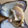 The Gift Of Nature! Natural Pearl Mussel Vacuum-pack Oyster With 6-8 MM Pearls Inside White Pink Purple 3Colors Beads. 