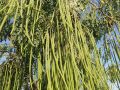 Pack of 80 Moringa / Sohanjna Seeds to grow with 100 percent germination Moringa oleifera Tree Plant Used in Various ways; Flowers, Leaves, Seeds, and fruits.. 