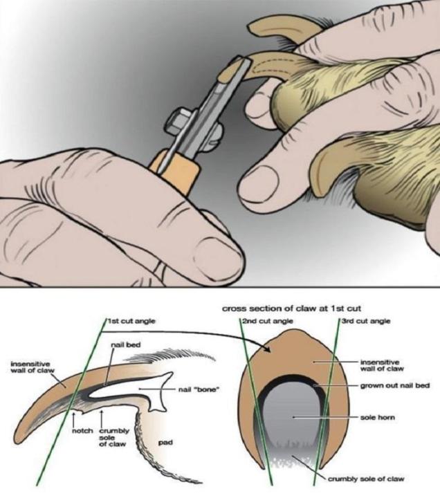 Stainless%20Steel%20Cat%20Dog%20Pets%20Nail%20Clipper%20Cutter%20with%20File%20Toe%20Care%20Scissors%20Clippers%20Grooming%20Trim%20Nails%20Birds%20Nail%20-%20Image%205