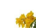 Tecoma Vine, Goudichoudi (Yellow Flower) - Plant. 
