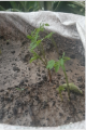 Pack of 80 Moringa / Sohanjna Seeds to grow with 100 percent germination Moringa oleifera Tree Plant Used in Various ways; Flowers, Leaves, Seeds, and fruits.. 