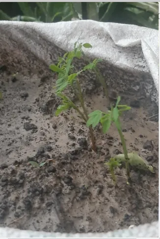 Pack%20of%20100%20Moringa%20/%20Sohanjna%20Seeds%20to%20grow%20with%20100%20percent%20germination%20Moringa%20oleifera%20Tree%20Plant%20Used%20in%20Various%20ways;%20Flowers,%20Leaves,%20Seeds,%20and%20fruits.%20-%20Image%206
