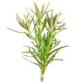 Pogostemon Stellatus (Narrow-Leaf)/aquarium plants/aquarium decoration. 