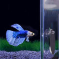 Acrylic Aquarium Betta Mirror Fish Tank Floating Round Mirror For Fish Betta Flowerhorn Cichlid Training 4cm/5cm/6cm/7cm/8cm/9cm. 