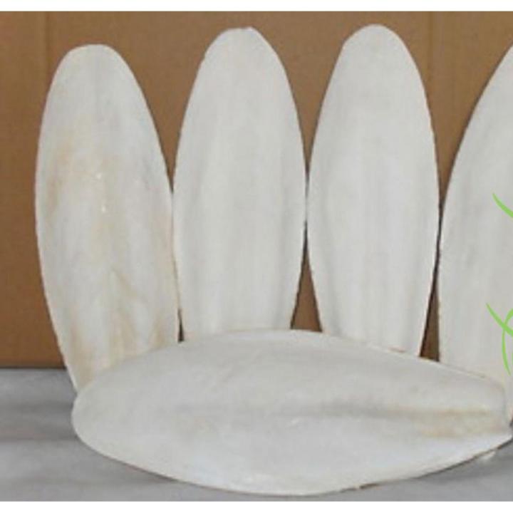 Cuttlefish Bone-1KG