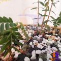 Aquarium Gravels, Gravel, Marble crushed ,Pebbles, Plants, Garden path, Pots, Fish Tank,. 