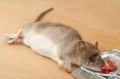 Metal Mice Trap Rat Catcher steel Mouse Bait Snap Spring Catcher Mice Catching Rat Traps. 