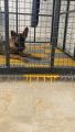 Pets  Floor Mat, Floor Grating, Strong Plastic Mat, 1*1 sqft Attachable panel, Dogs, Cats (Pack of 10). 