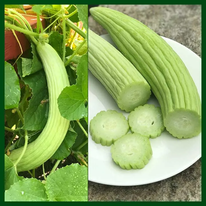Kakri%20Tar%20(Armenian%20Cucumber%20)%20Summer%20vegetable%20Seeds%20-%20Image%202