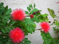 5 seeds of Red Powder Puff Tree (Calliandra haematocephala) Red Flower Plant. 