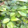 Sukh Chain Pongamia/SukhChain Tree Seeds. 