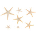 Sea shells size:0.5-3cm 100pcs Mini Starfish Craft Decoration Sea Stars
 ZH. 