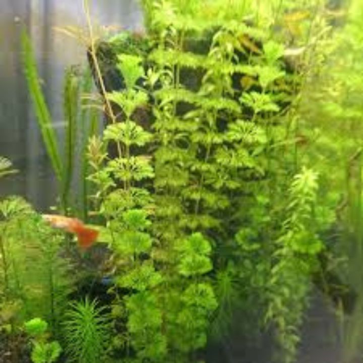 ADI%20%20limnophila%20sessiliflora%20(Ambulia)%20-%20Live%20Aquatic%20Fast%20Growing%20For%20Aquarium%20decoration-%204%20Stems%20-%20Image%202