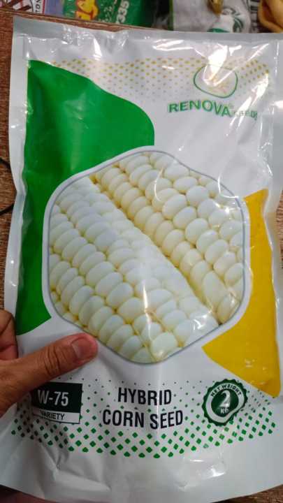 Hybird White Corn Maize Seeds 1 kg pack