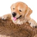 Puppy Polyresin Bird Bath Brown Pedestal Handmade Gifts for Outdoor Home Garden Lawn Yard Decorations. 
