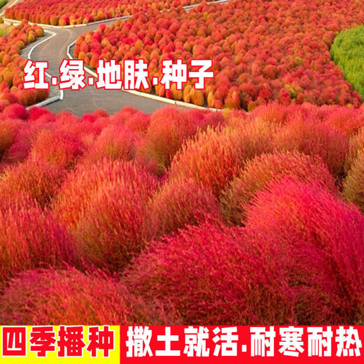 Broom Red Earth Skin Garden Grass Garden   Green Grass Lawn Garden Flower Garden   Garden Ornamental Red Ground Planting