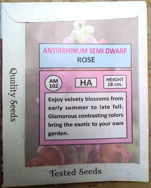 Antirrhinum%20Semi%20Dwarf%20ROSE%20winter%20flower%20-%20Image%203