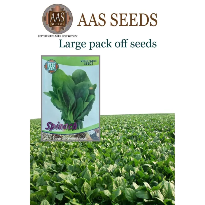 Seeds%20vegetable%20Spanich%20green%20(%20%D9%BE%D8%A7%D9%84%DA%A9%20)%20vegetable%20seeds%20-%20Image%202