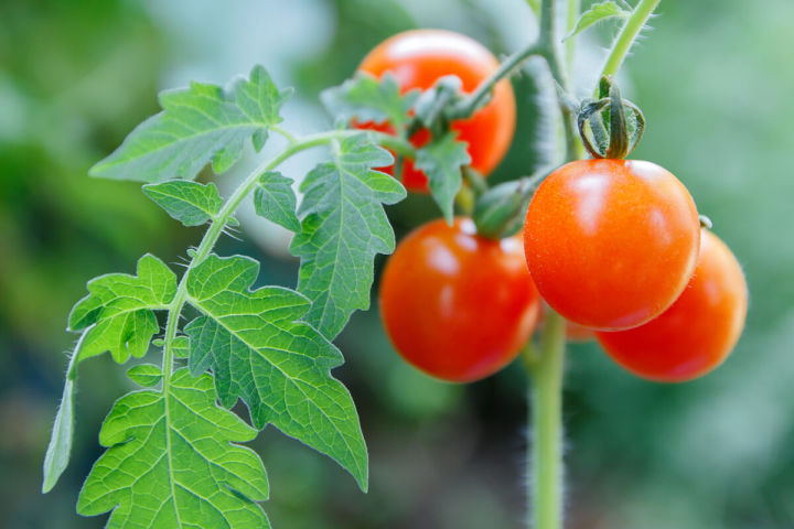 Garden%20Safe%20Slug%20And%20Snail%20Bait%20400%20grams%20pack%20(Best%20Quality)%20-%20Image%207