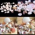 Seepi color mini Funny Mixed  Aquarium Pet Home decoration. 