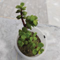Elephant Bush Jade Live Plant - Drought Tolerant Succulent for Garden & Home Decor. 