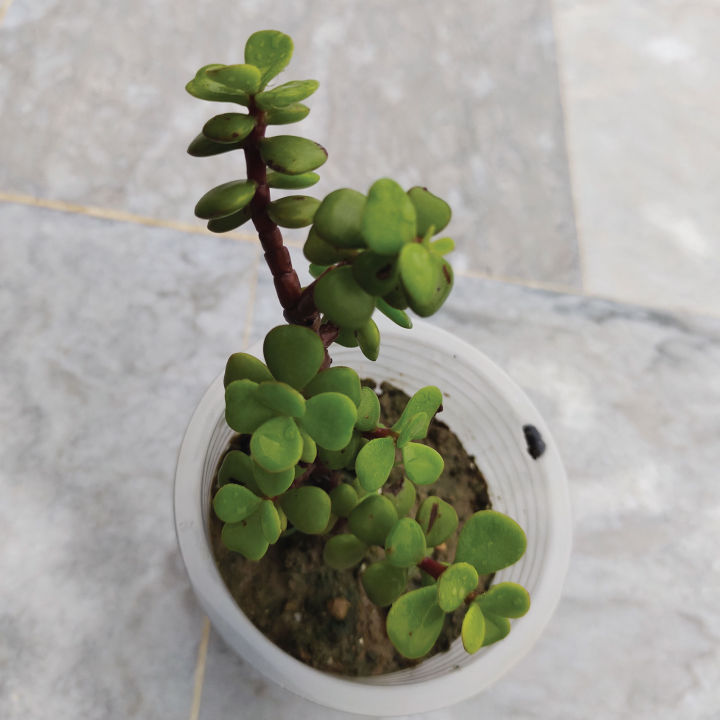 Elephant%20Bush%20Jade%20Live%20Plant%20-%20Drought%20Tolerant%20Succulent%20for%20Garden%20&%20Home%20Decor%20-%20Image%207