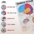 Human Brain Wall Chart for Classroom and School Decoration | HD Pictures Presentation on 200 grams laminated card 23*36 inches. 