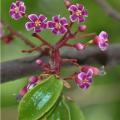 20 Seeds Star Fruit(Averrhoa carambola)Exotic Showy, Edible Very juicy fruits. bell-shaped, purple-red flowers. 